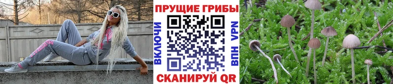Псилоцибиновые грибы мицелий  Курильск 